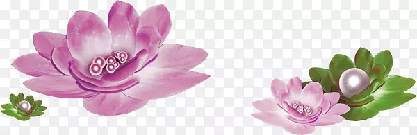 粉色睡莲