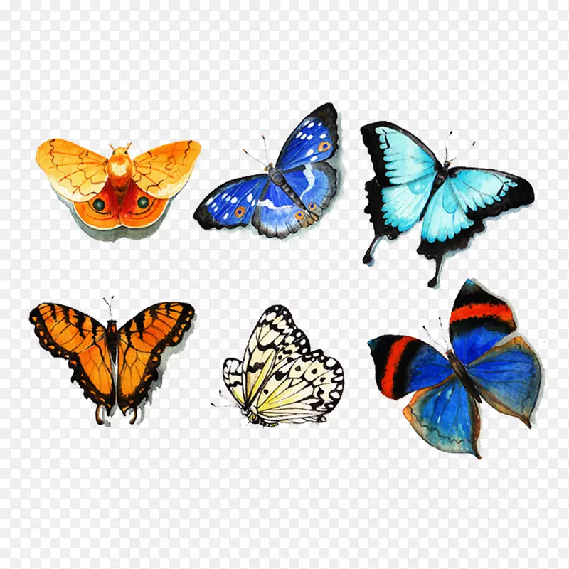 六只蝴蝶彩色的蝴蝶