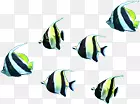 海底生物彩色热带鱼群