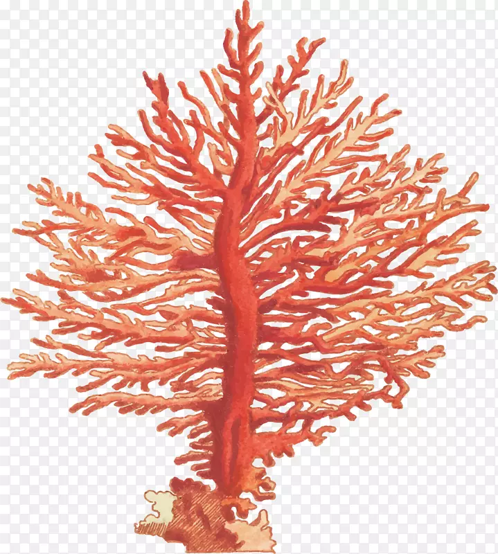 手绘风美丽红色珊瑚