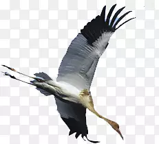 高清摄影海边飞翔的丹顶鹤