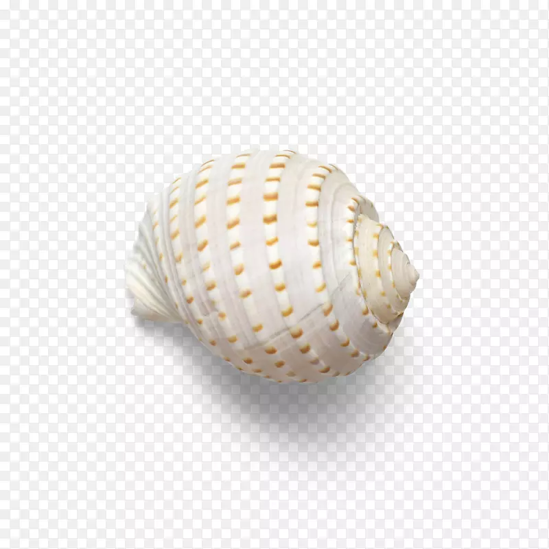 实物美丽天然贝壳海螺