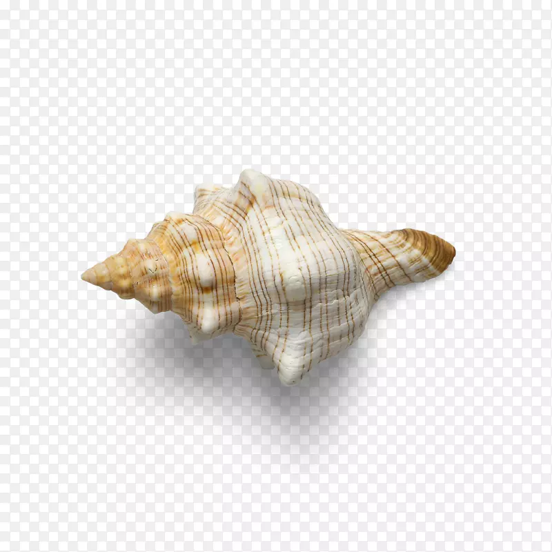 实物天然美丽贝壳海螺