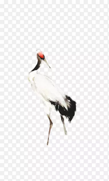 丹顶鹤插画