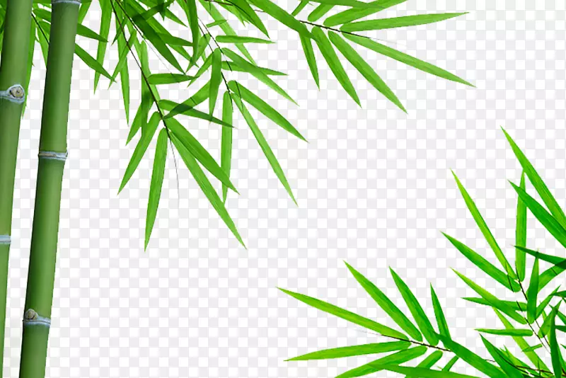 实物绿色竹子背景