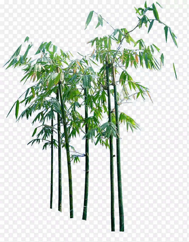 卡通竹子素材树木