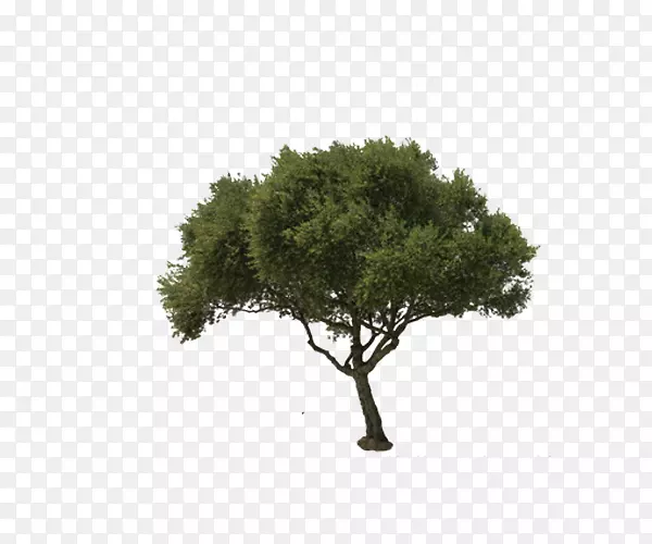 一颗绿色大树