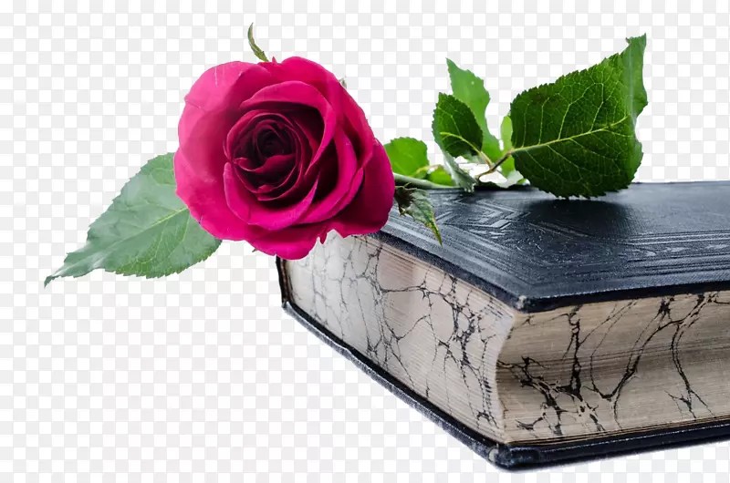 玫瑰花与书籍