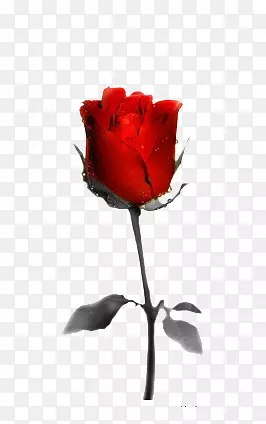 一枝红色的的玫瑰花