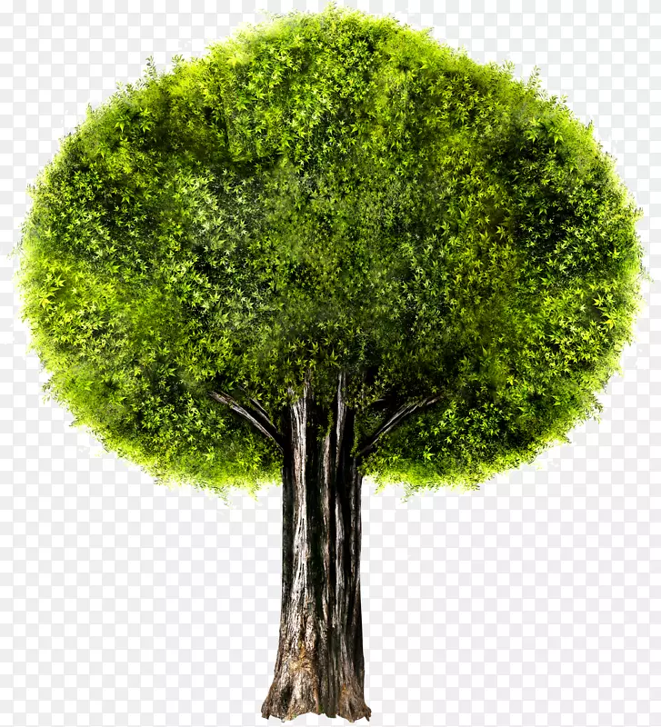 一棵茂盛大树