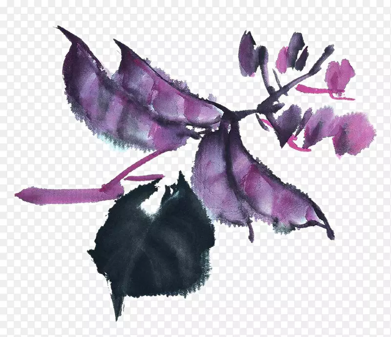 紫色梅豆