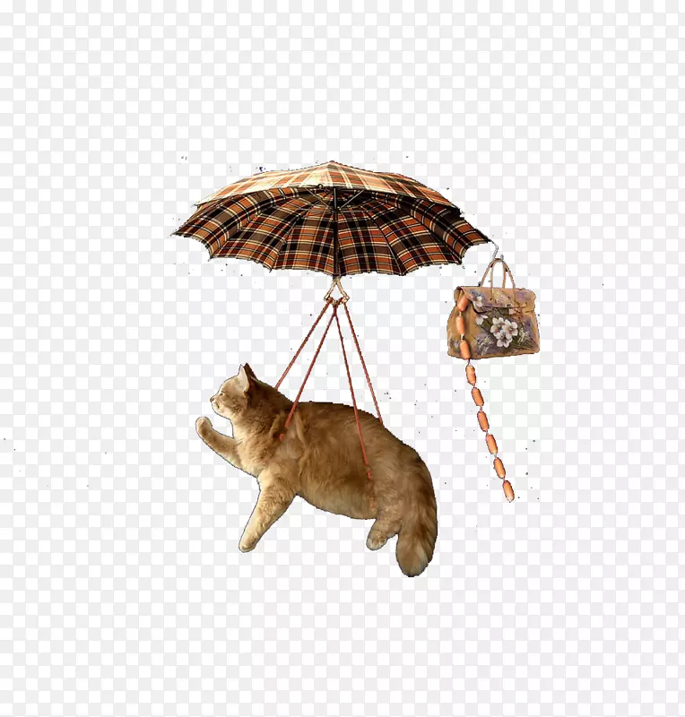 被雨伞吊起来的猫咪