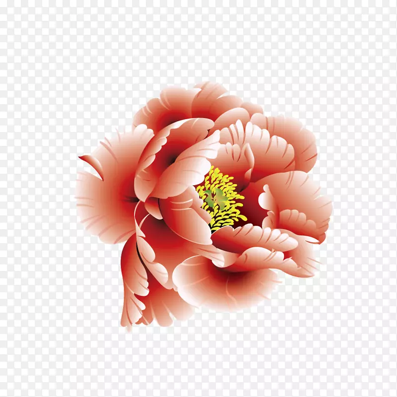 精美牡丹花