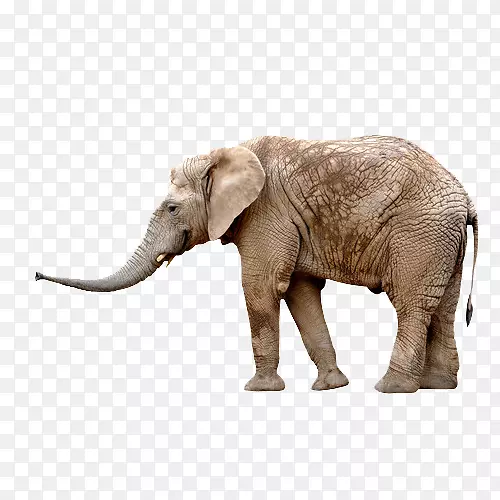 原始森林大象
