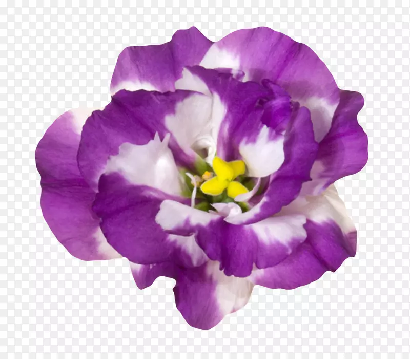 紫色植物带白色的一朵大花实物
