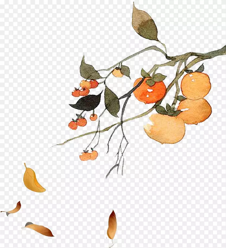 二十四节气秋分时节吃柿子