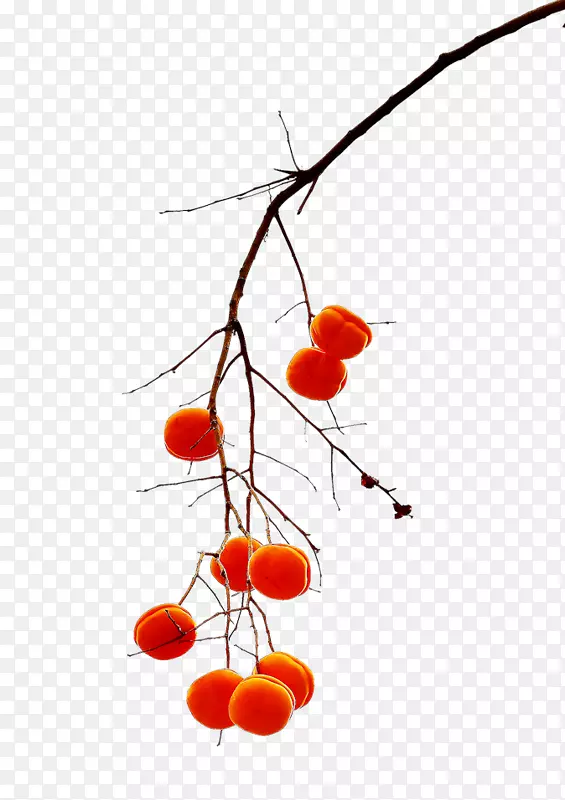 免抠红色柿子树枝