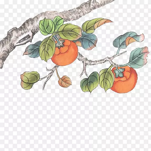 枝干上的柿子手绘图
