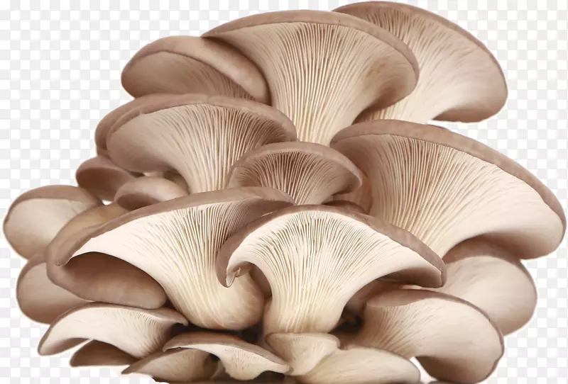 食物蘑菇