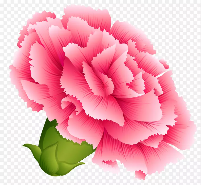 花蕾粉色高清大图