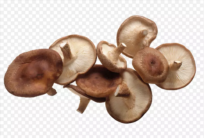 普通蘑菇特写