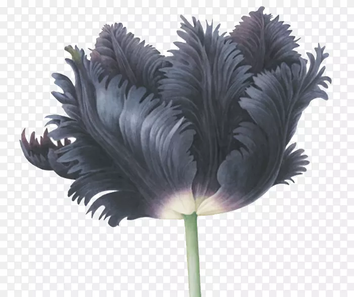 黑色的花