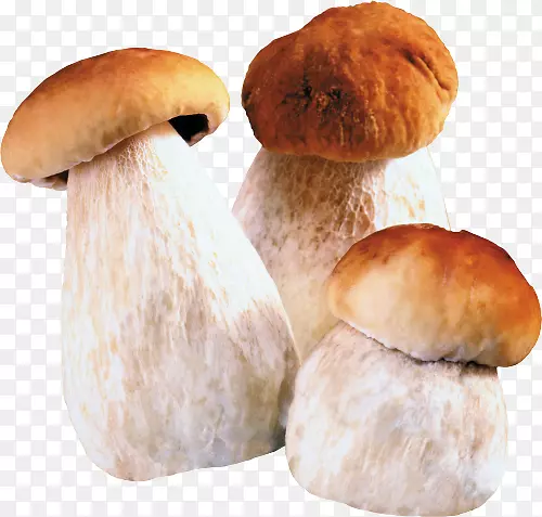 蘑菇食材