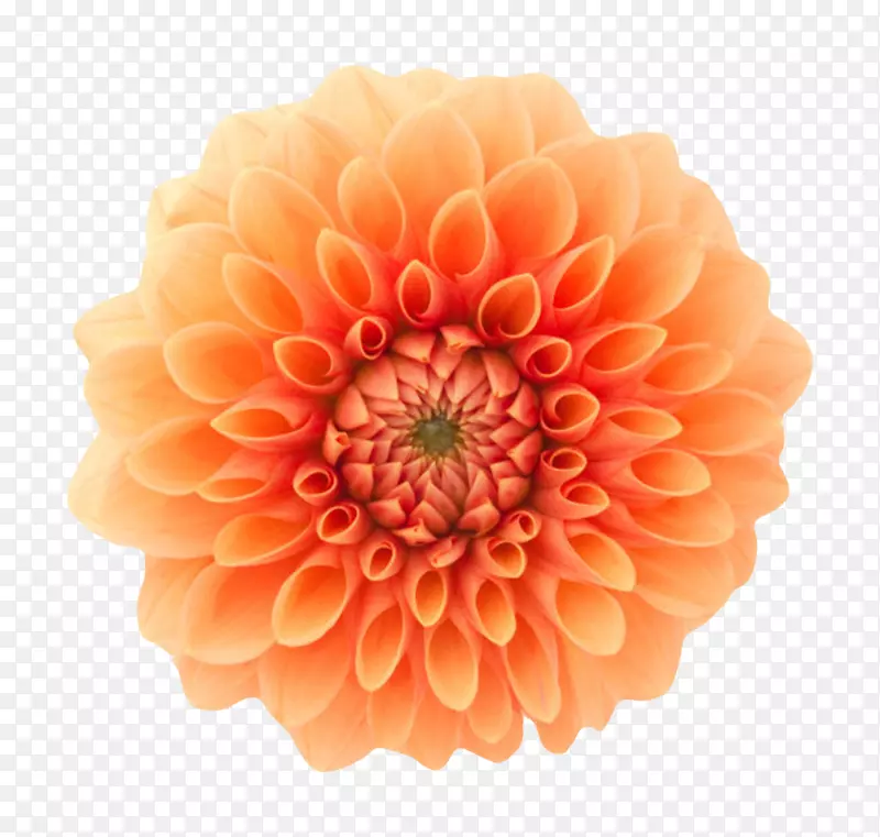 橙色鲜艳的渐变色的一朵大花实物