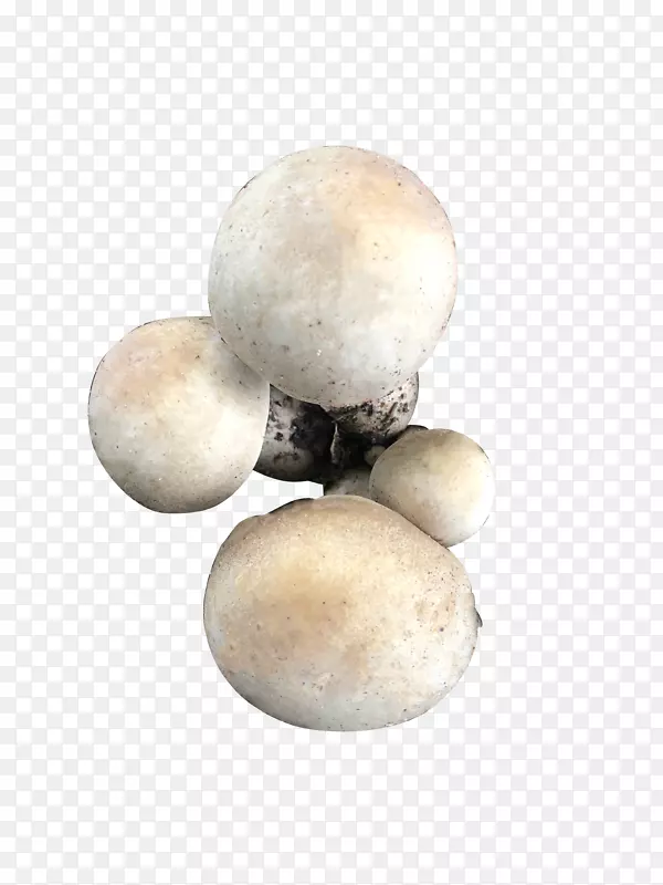 新鲜蘑菇香菇食材菌类