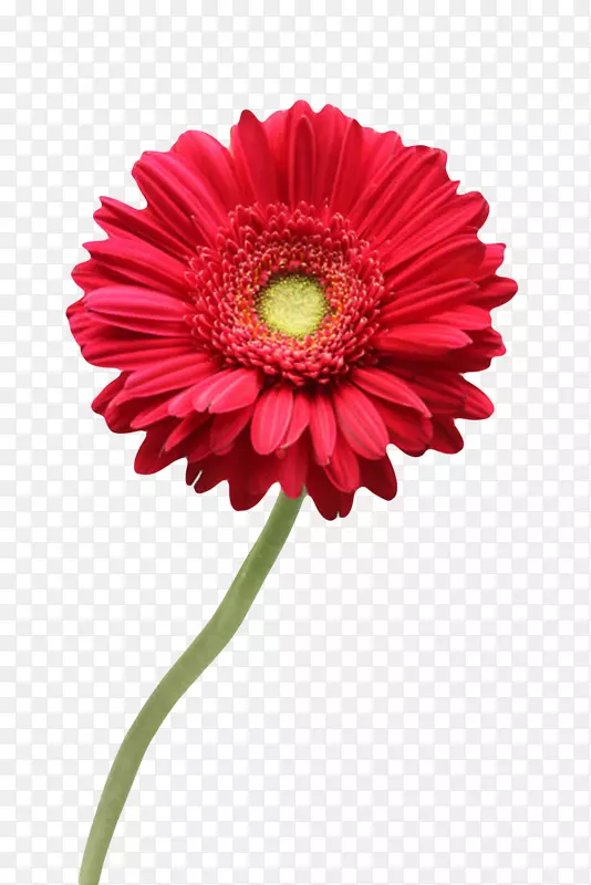 红色植物盛开的一朵大花实物