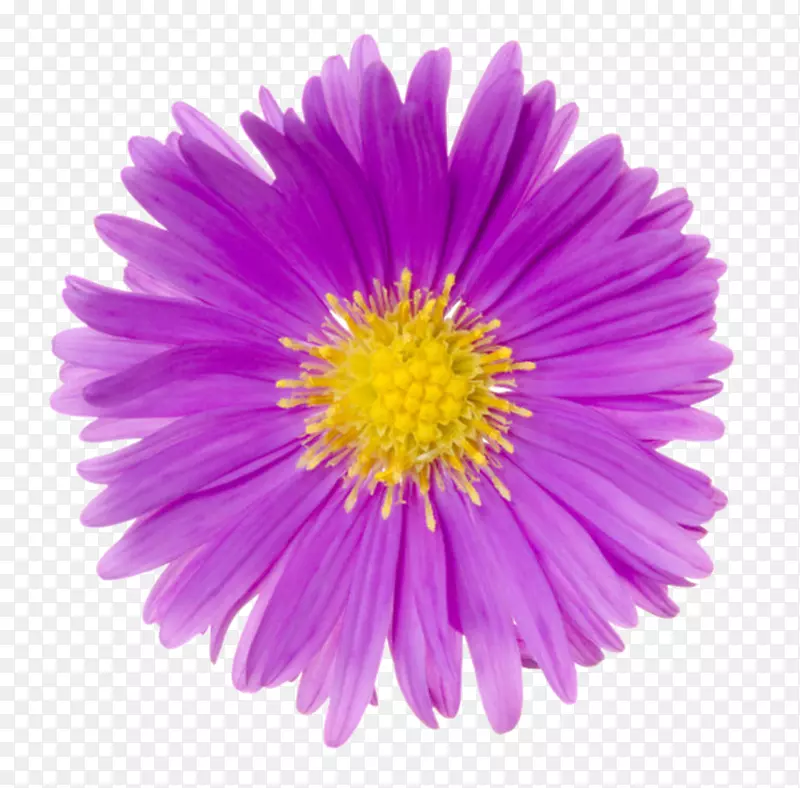 紫色有观赏性黄色芯的一朵大花实