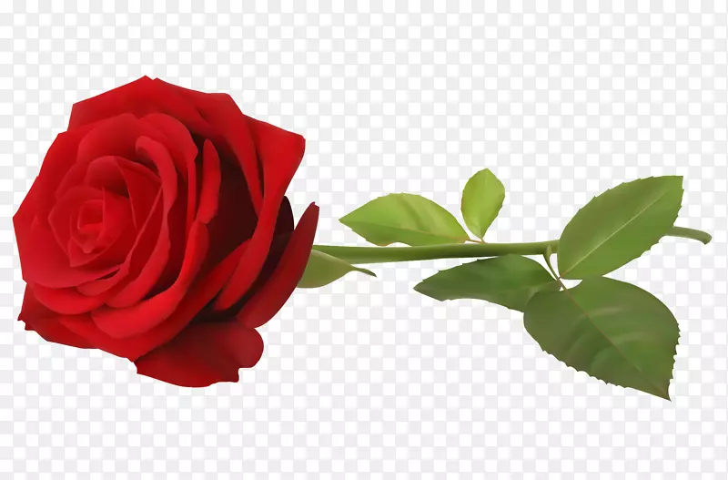 一支美丽的红色玫瑰
