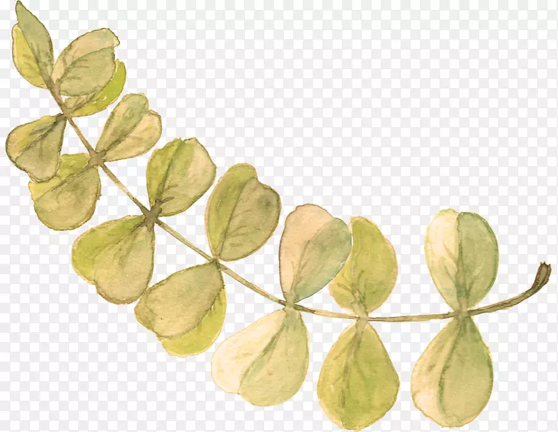 绿色手绘对称的树叶