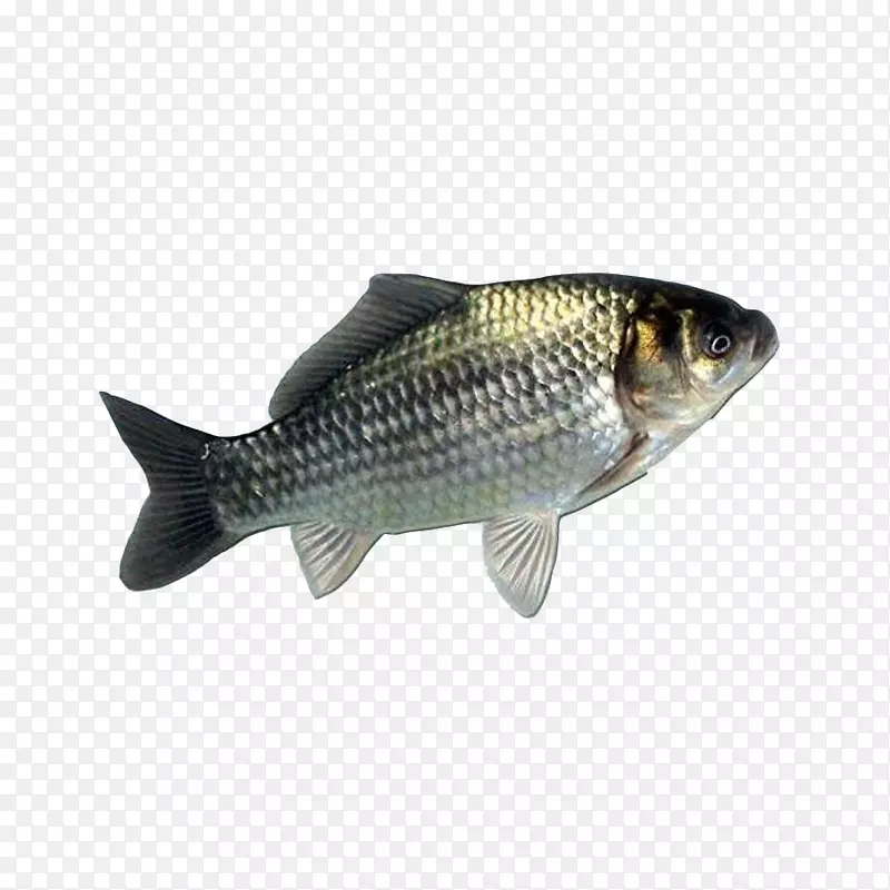 白鲫鱼鱼肉清蒸鲫鱼鲫鱼汤食材鱼