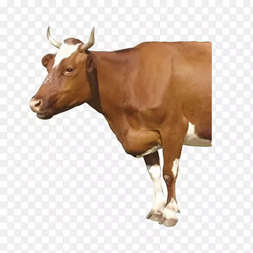 棕色的牛动物元素