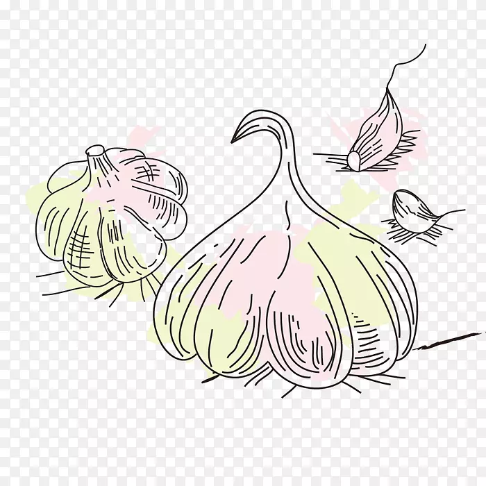 手绘大蒜