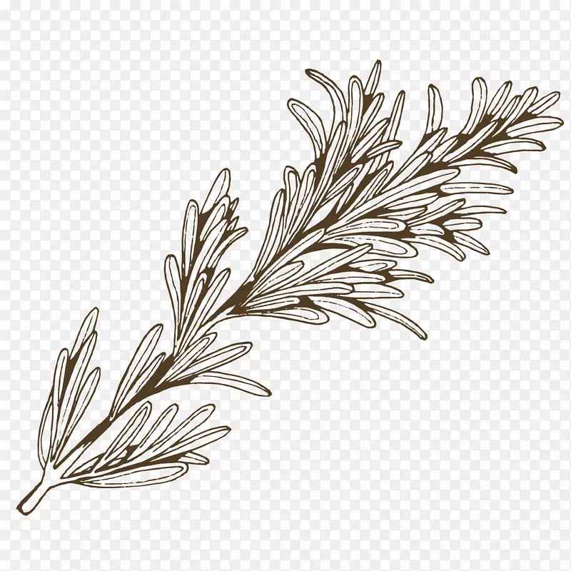 手绘香茅免抠PNG