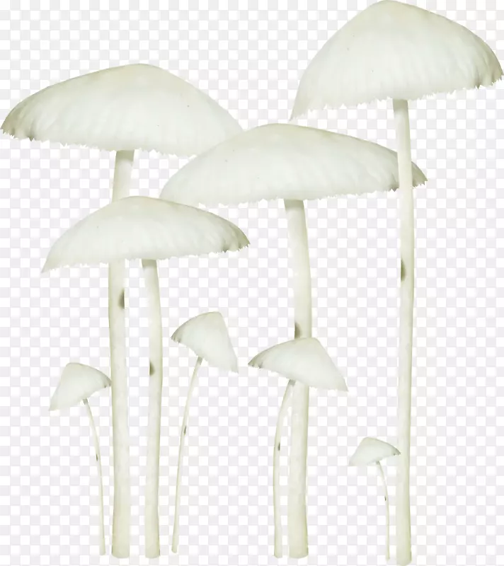 一堆蘑菇
