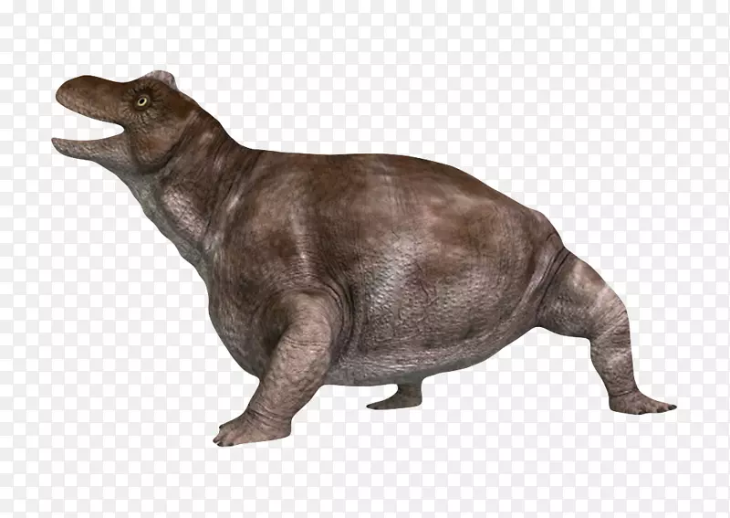 肥胖的角头兽灭绝生物实物