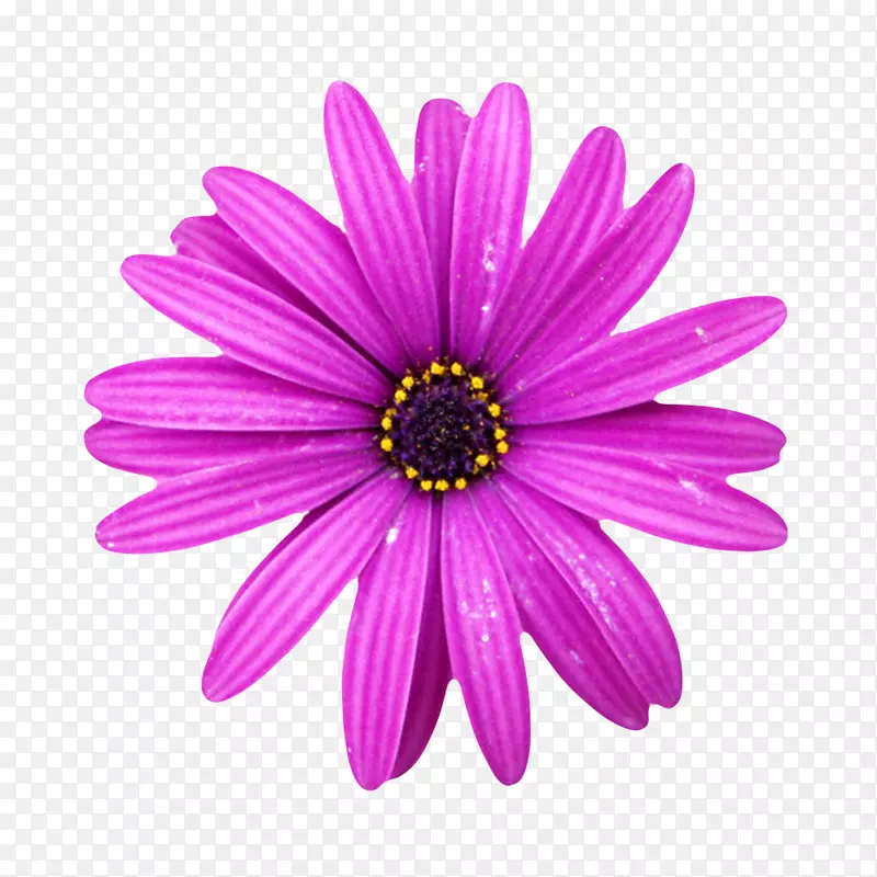 紫色有观赏性带水珠的一朵大花实
