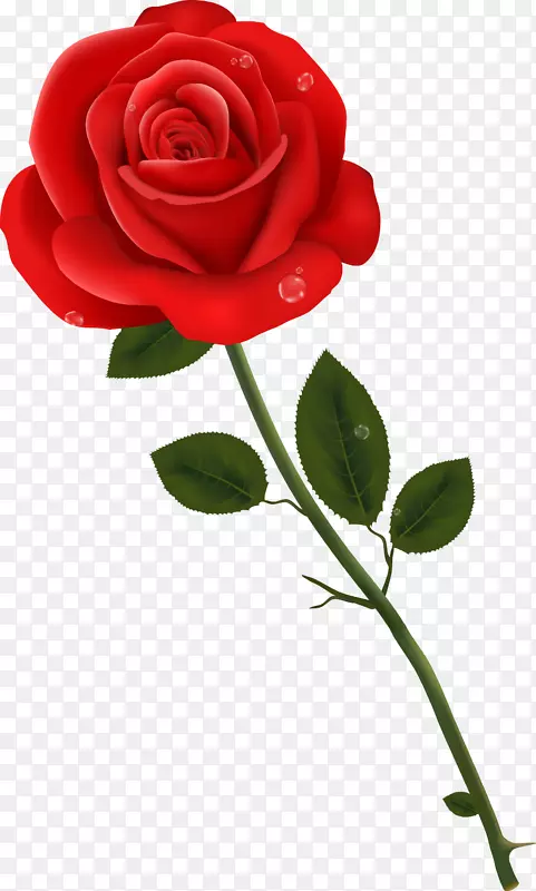 矢量手绘带水珠的红玫瑰