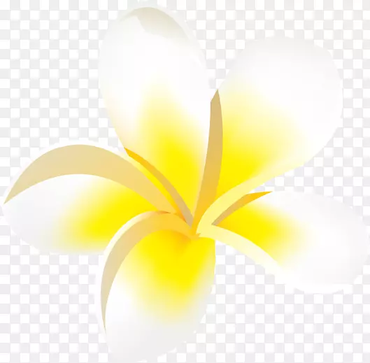 白色简约鸡蛋花设计