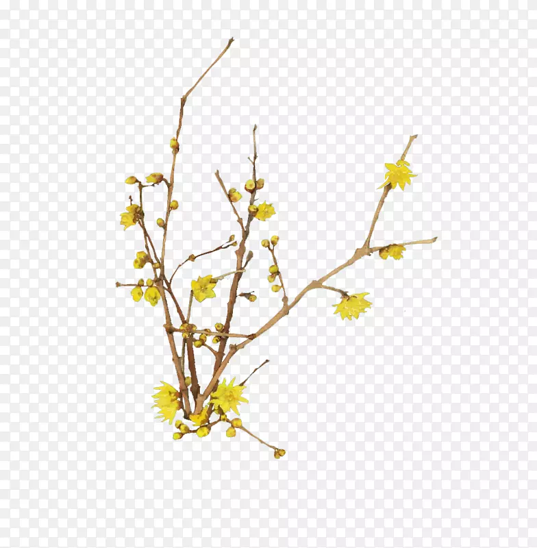 卡通黄色花枝