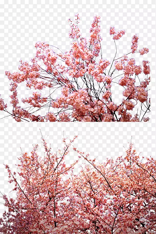 粉色桃花林