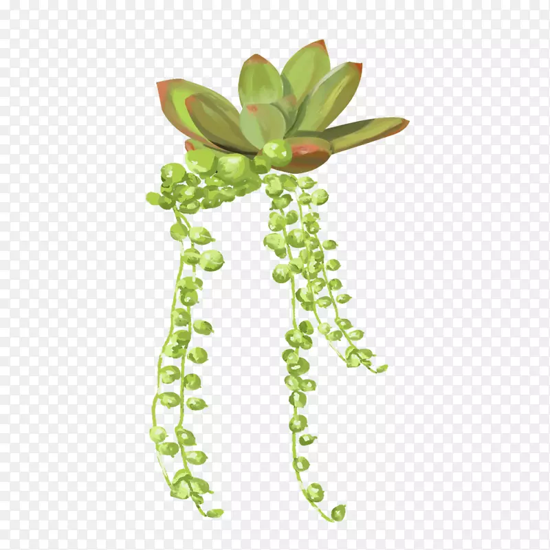 手绘可爱植物多肉