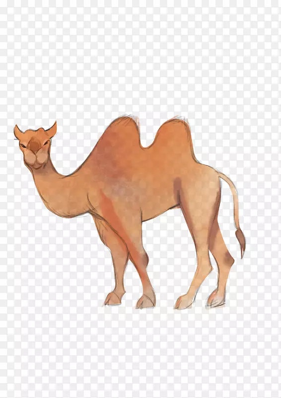 棕色的卡通骆驼动物