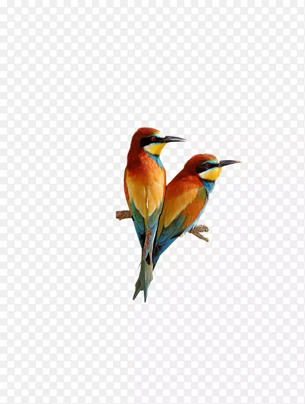 手绘两只彩色鸟