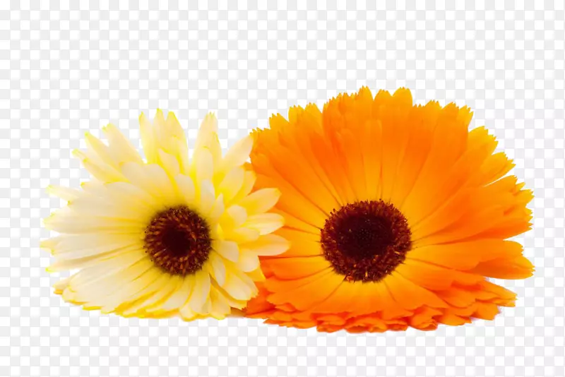 金盏花特写图片