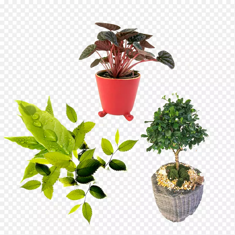 室外景观植物素材