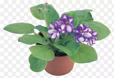 紫罗兰花盆